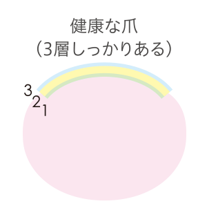 パラジェルで施術した爪の断面